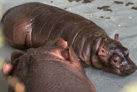 Cute newborn hippo named after one of 'Game of Thrones' fave character