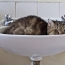 Ig Nobel prize: Cats can be considered solid and liquid at the same time