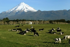 Նորզելանդական կովերն ընդդեմ հայկական սառնարանների․ Ինչու և ինչքան է կարագի գինը բարձրանում