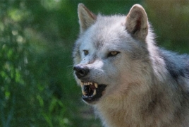 Blood molecule that attracts wolves, repels humans - researchers