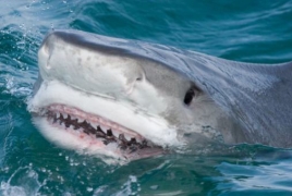 Британец проплыл 7,5 км, спасаясь от тигровой акулы