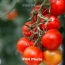 Ученые при помощи генной модификации вырастили более полезные помидоры
