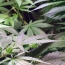 Зафиксирован первый в мире случай смерти от передозировки марихуаны