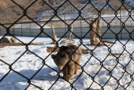 Հայաստանում բացվել է Վայրի կենդանիների փրկարար առաջին կենտրոնը