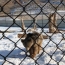 Հայաստանում բացվել է Վայրի կենդանիների փրկարար առաջին կենտրոնը