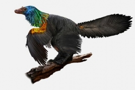 Chinese farmer discovers duck-size 'rainbow' dinosaur