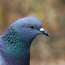 200 голубей из России вернутся в Армению
