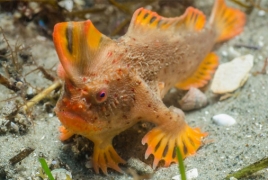 Red  fish with 'hands' spotted crawling on the seafloor in Tasmania