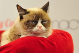 Хозяйка кошки Grumpy Cat отсудила более $700.000 за нарушение авторских прав