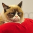 Хозяйка кошки Grumpy Cat отсудила более $700.000 за нарушение авторских прав
