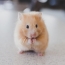 Scientist reportedly creates genetically modified hamsters