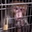 Из Армении в Ростов незаконно ввели обезьян: Им грозит смерть
