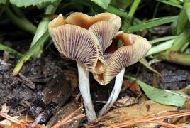 Researchers trying to explain how some mushrooms became 'magic'