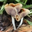 Researchers trying to explain how some mushrooms became 'magic'