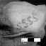 Древнейшие татуировки обнаружены на коже египетских мумий 5000-летней давности