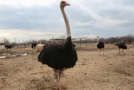 В Армении началось производство бастурмы из страусятины