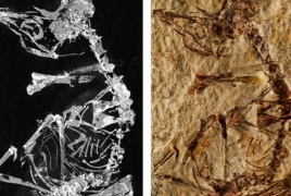 Fossil of 127-million-year-old baby bird gives insight into evolution