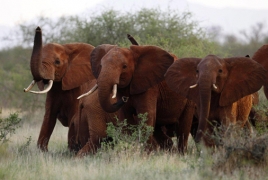 Cancer-resistant gene found in both elephants and humans