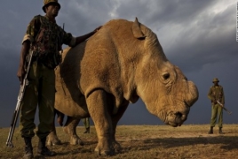 World's last male northern white rhino dies; only two females left