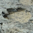 170 million-year-old dinosaur footprints discovered in Scotland
