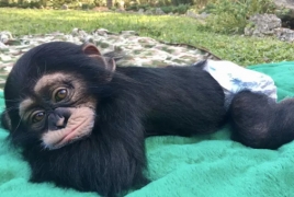 A Miami chimp has its own Instagram account