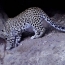 В Хосровском заповеднике в Армении фотоловушки впервые зафиксировали кавказского леопарда