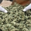 Argentinian officers claim mice ate 540kg of missing marijuana