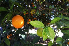 Researchers say closer to understanding deadly citrus disease