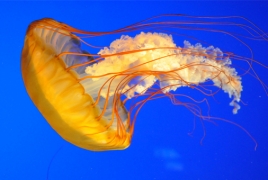 Europeans advised to eat jellyfish to control its population surge