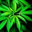 В Колорадо разрешили выдавать школьникам медицинскую марихуану