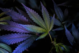 Верхняя палата парламента Канады одобрила легализацию марихуаны «для развлечения»