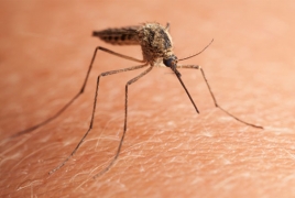 Researchers work to create painless needles inspired from mosquitoes