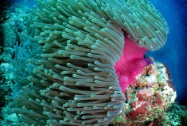 Sea anemones could help fight Alzheimer's disease