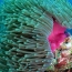 Sea anemones could help fight Alzheimer's disease