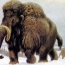 Russian scientists plan to bring woolly mammoths back