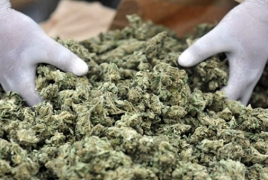 70-year-old Armenian man grew cannabis in drip irrigation hothouse