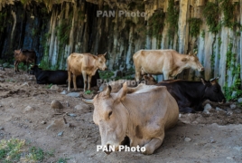 В Армении предотвратили попытку угона крупного рогатого скота в Грузию