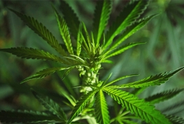 В Британии легализовали использование марихуаны в медицинских целях