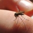 Մալարիայի կանխարգելման համար Աֆրիկայից ժամանողներին հորդորում են հետազոտվել