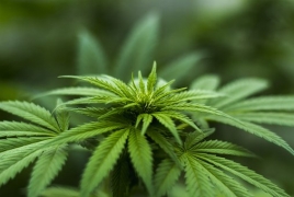 Грузия не будет выращивать марихуану на экспорт: Церковь против