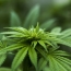 Georgia cuts marijuana cultivation and export plans