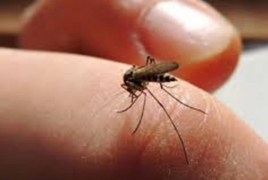 Researchers explore new way of killing malaria in the liver