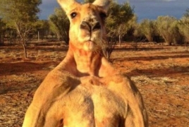 В Австралии умер знаменитый мускулистый кенгуру Роджер