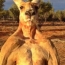 В Австралии умер знаменитый мускулистый кенгуру Роджер