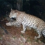 В Армении замечен еще один леопард