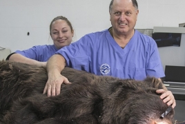 British dentist invited to Armenia to remove brown bear's teeth