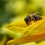 Bees can do basic math, scientists say