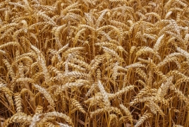 Северная Корея попросила у РФ 50,000 т пшеницы в подарок