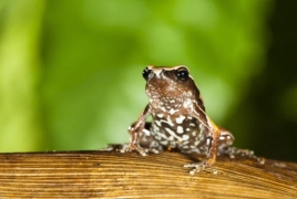 New 'mysterious' frog species discovered in India