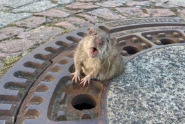 German firefighters rescue fat rat stuck in manhole cover